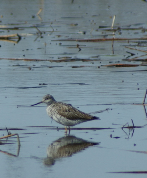 yellowlegs